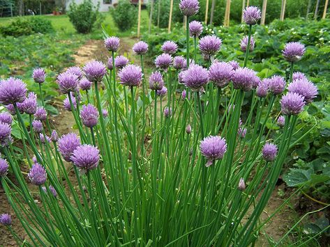 10 Uses for Chives Growing Chives, Chive Seeds, Allium Schoenoprasum, Chives Plant, Gardening Zones, Perennial Herbs, Plant Guide, Master Gardener, Gardening Advice