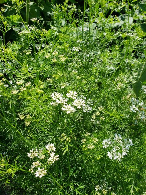 Corriander Plant, Coriander Plant, Plant Aesthetic, Plant Flower, Cilantro, Planting Flowers, Herbs, Collage, Plants