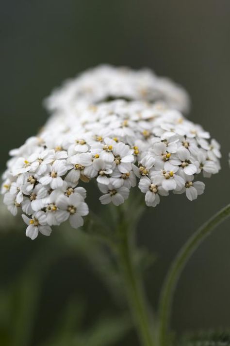 Achillea millefolium True Wild Form Seeds £1.50 from Chiltern Seeds - Chiltern Seeds Secure Online Seed Catalogue and Shop Achillea Flower, Helenium Autumnale, Yellow Achillea, Achillea Yellow, Chamomile Seeds, Achillea Millefolium, Wild Flower Meadow, Most Popular Flowers, Home Grown Vegetables