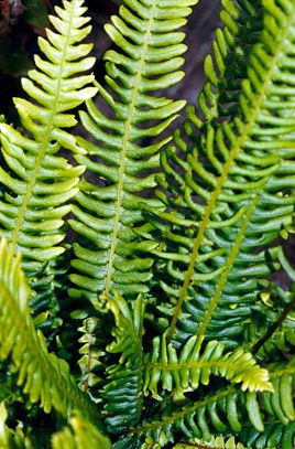 Blechum spicant Dryopteris Affinis, Blechnum Spicant, Woodland Planting, Shady Plants, Evergreen Ferns, Shade Tolerant Plants, Ferns Garden, Pollinator Plants, Planting Ideas