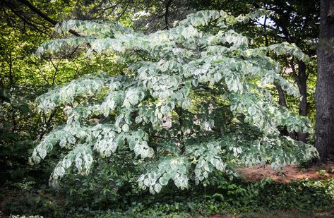 Cercis canadensis 'Alley Cat' Cercis Canadensis, Tree Photos, Redbud Tree, Alley Cat, Photo Tree, All About Cats, Hedges, Chester, New Homes