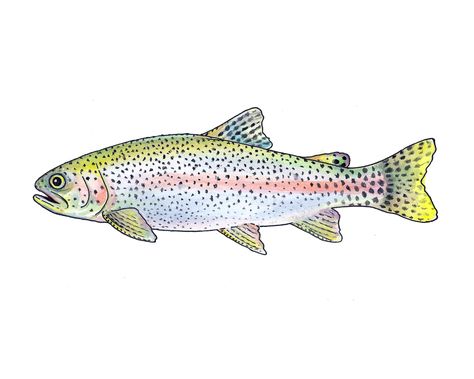 Rainbow Trout Art, Trout Painting, Trout Art, Rainbow Trout Fishing, Crab Art, Watercolor Fine Art, Paint Inspo, Drawn Fish, Painted Rainbow