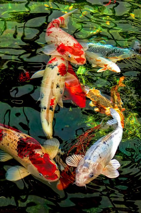 Colorful Koi Fish, Japanese Koi Fish, Japanese Koi, Koi Fish, Koi, Swimming, Fish, Water