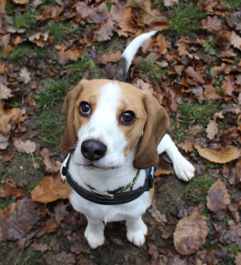 Blue Tick Beagle, Rehome Dog, Beagle Rescue, Whitstable Kent, Blue Tick, Noise Sensitivity, Dog Crossbreeds, Dog Beagle, Largest Dog