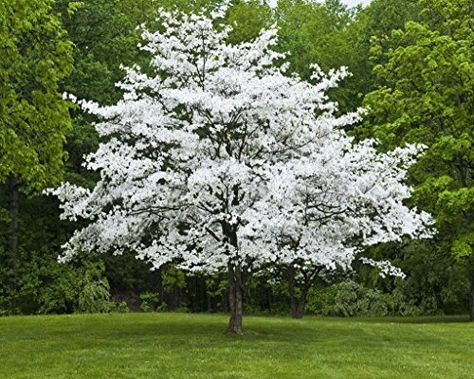 Dogwood Tree, Backyard Trees, Central Otago, Dogwood Trees, Garden Wallpaper, Blooming Trees, Ornamental Trees, White Gardens, Deciduous Trees