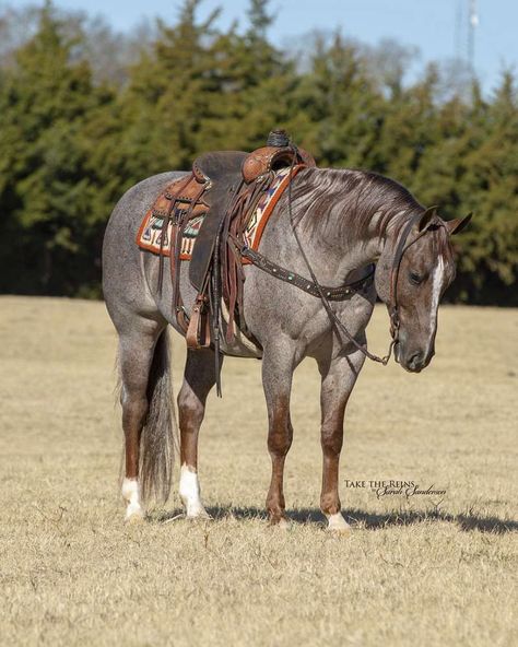 Pretty Quarter Horses, Beautiful Horse Tack, Buck Skin Horse, Buckskin Roan Horse, Colorado Ranger Horse, Tacked Up Horse, Quarter Horse Barrel Racing, Cool Horses, Cute Horse Tack