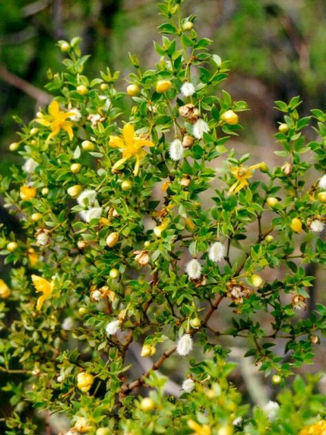 Larrea (creosote bush) Creosote Bush, Creosote Tattoo, Nature Witch, Yucca Valley, Small Yellow Flowers, Arizona Photography, Joints Pain Relief, Earthy Scent, Desert Plants