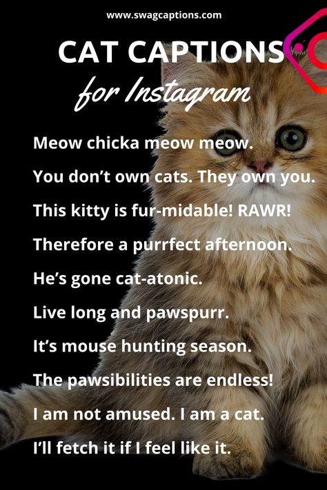 Cats are the cutest animal. They love you meow and fur-ever. And to roll your Instagram with your kitty friend, we got amazing captions for you. #catcaptions #catquotes #cat #cats #catsofinstagram #of #catstagram #catlover #catlife #instagram #catlovers #kitten #instacat #kitty #pet #cute #love #meow #dog #catoftheday #pets #kittens #gato #animals #catlove #animal #cutecat #world #gatos #petsofinstagram #kittensofinstagram #chat Cats Captions Cute, Kitty Captions, Caption For Cats Love, Captions For Cats Pictures, Captions For Cats Pictures Instagram, Cat Captions Instagram, Cat Love Captions, Cat Instagram Captions, Funny Cat Captions Instagram