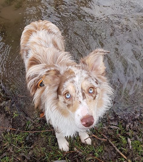 Hailey our sweet red merle border collie Lilac Merle Border Collie, Border Collie Lilac, Border Collie Merle, Red Merle Border Collie, Border Collie Colors, Merle Border Collie, Red Border Collie, Bichon Frise Dogs, Border Collie Puppies