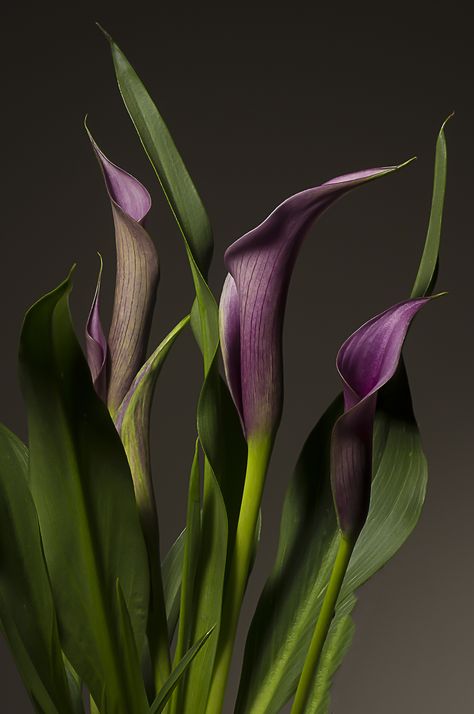 https://flic.kr/p/GWyfXc | Purple Canna Lily | Strobist: B800 with honeycomb grid 45° above camera left YN622C triggers Purple Lily Aesthetic, Calla Lillie’s, Calla Lily Black, Dark Purple Calla Lilies, Lilies Purple, Moody Flowers, Purple Calla Lily, Canna Flower, Purple Calla Lilies