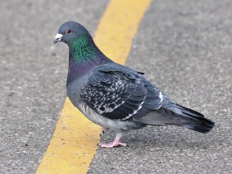 Rock Pigeon, Black Pigeon, Pigeon Nest, Cute Pigeon, Wood Pigeon, Iridescent Purple, Birds Nest, Backyard Birds, Red Birds