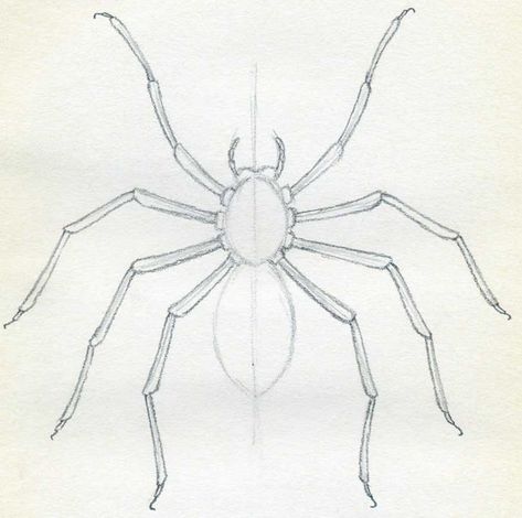 How To Draw Spider. Simple Tutorial. Spider Drawings Simple, Spiders Drawing Simple, How To Draw A Tarantula, Spider Body Drawing, Spider Drawing Tutorial, Bug Drawings Simple, Spider Reference Drawing, Realistic Spider Drawing, Spider Sketch Easy