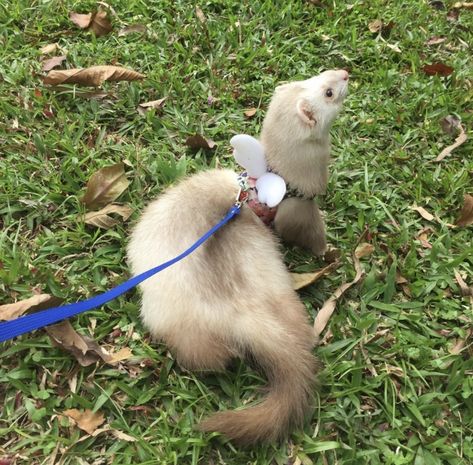 Ferret Harness, Blue Sakura, Critters 3, Cute Ferrets, White Angel Wings, Silly Animals, Cool Pets, Guinea Pig, Ferret