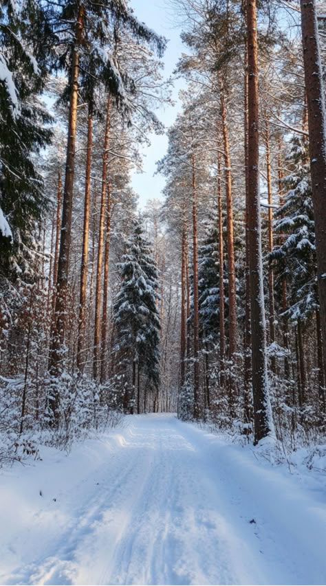 Snow-covered path through a forest of tall pine trees under a bright blue sky. Winter Aesthetic Background Iphone, Winter Landscape Photos, Winter Phone Wallpapers Aesthetic, Cute Winter Aesthetic Wallpaper, Winter Iphone Layout, Winter Woods Wallpaper, Snowy Trees Wallpaper, Winter Screensavers Wallpapers, Winter Iphone Wallpaper Aesthetic