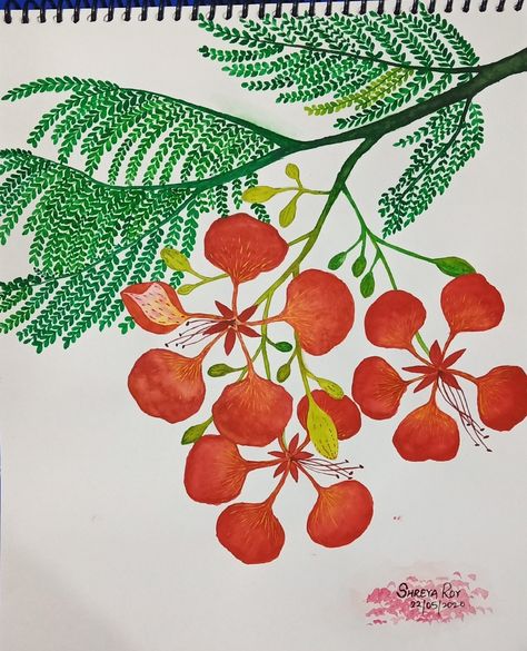 Poinciana Flower Drawing, Gulmohar Flowers Drawing, Gulmohar Drawing, Gulmohar Tree Painting, Gulmohar Flowers Painting, Gulmohar Flowers, Gulmohar Tree, Flamboyant Tree, Flower Line Drawing