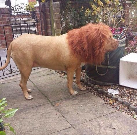 Just a mastiff with lion haircut! Tibetan Mastiff, English Mastiff, Can't Stop Laughing, Have A Laugh, Cane Corso, Ha Ha Ha, Laughter Is The Best Medicine, Laughing So Hard, Made Me Laugh