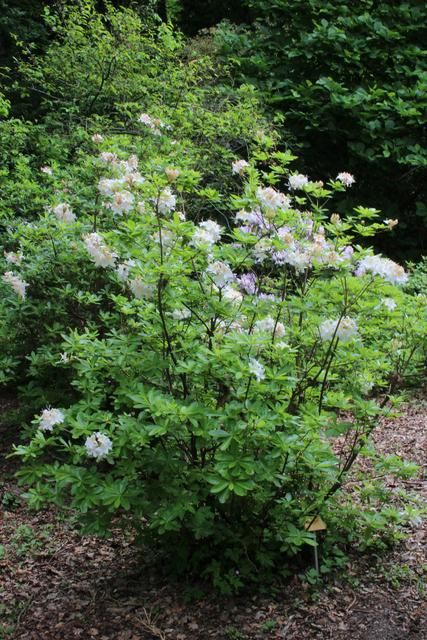 Entire plant photo of Swamp azalea (Rhododendron viscosum) uploaded to Garden.org by RuuddeBlock Foundation Planting, Outdoor Landscaping, Photo Location, Native Plants, Brussels, Front Yard, Yard, Google Search, Plants