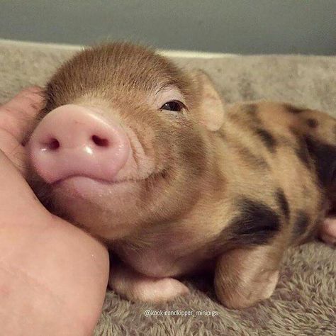 sweet piggy Cute Piglets, Baby Farm Animals, Cute Piggies, Pet Pigs, Baby Animals Pictures, Baby Pigs, Baby Animals Funny, Cute Pigs