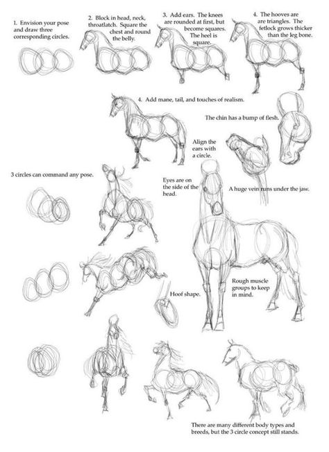 Horse+Drawing+Reference+Guide How To Draw Horses, Drawing Horses, Horse Anatomy, Drawing Lesson, Draw Animals, Drawing Animals, Animal Anatomy, Horse Drawings, Horse Drawing