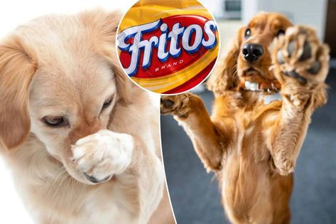 Doctor Of Veterinary Medicine, Fritos Corn Chips, Corn Chips, Veterinary Medicine, American Kennel Club, Nov 1, New York Post, Dog Paws, Veterinarian