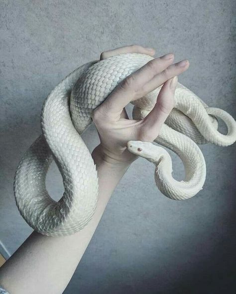 Snake Aesthetic, Snake Photos, Baba Jaga, Pretty Snakes, Corn Snake, Cute Reptiles, Cute Snake, Beautiful Snakes, Snake Art