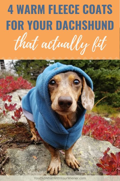 Dachshund Accessories, Dachshund Breed, Dachshund Clothes, Fleece Dog Coat, Dachshund Funny, Hiking Dogs, Dog Clothes Patterns, Funny Dachshund, Weenie Dogs