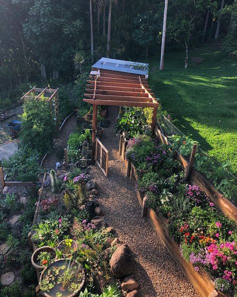 Green Butterfly Tattoo, Sally Mustang, Butterfly Vine, Lightning Storms, Australian Native Garden, Natural Alternatives, Australian Garden, Community Garden, Veg Garden