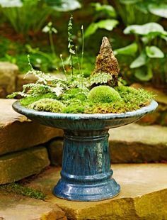 Dish Gardens, Growing Moss, Dish Garden, Moss Garden, Garden Containers, Up Close And Personal, Flowers Wallpaper, Green Landscape, Garden Cottage