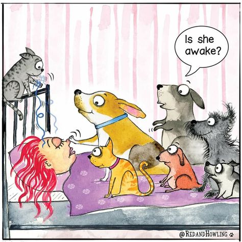 Red And Howling, Dog Cartoons, Must Love Dogs, About Dogs, Cartoon Dog, Dog Quotes, Animal Love, Animals Friends, Training Tips