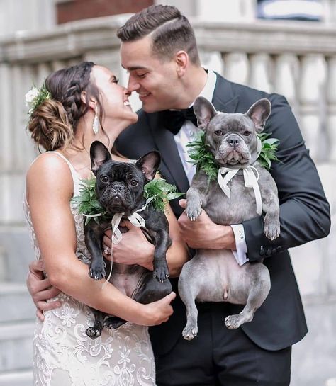 Frenchie World™ on Instagram: “Perfect Wedding 💒 📷 by @violet_and_luna_the_frenchies . . . . . #frenchie #frenchies #französischebulldogge #frenchbulldog #frenchbulldogs…” Frenchie Wedding, Dog Proposal, Groom Wedding Pictures, Dog Wedding Outfits, French Bulldog Clothes, Birmingham Wedding, Frenchie Puppy, Alabama Weddings, My Type