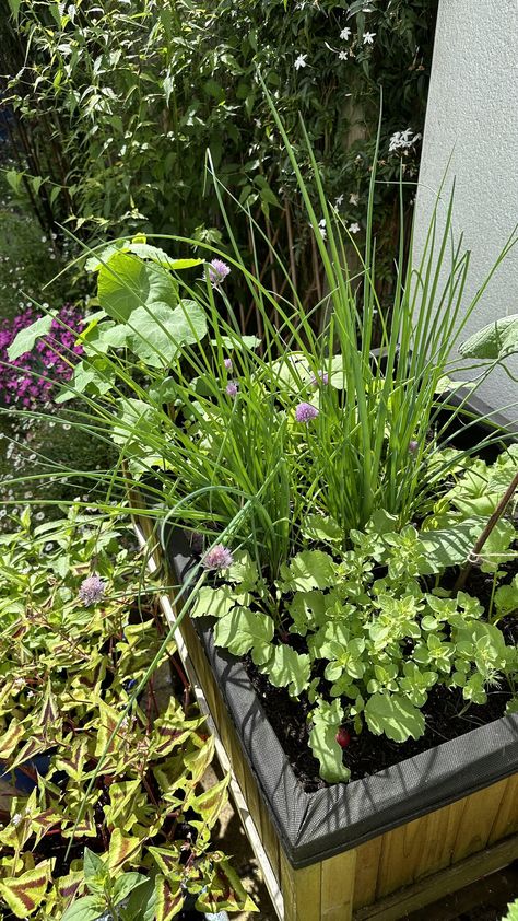 The Best Chive Companion Plants — Meadowlark Journal Garden Ecosystem, Propagate Basil, How To Grow Dill, Growing Chives, East Facing Garden, Chives Plant, Growing Marigolds, Planting Garden, Growing Carrots