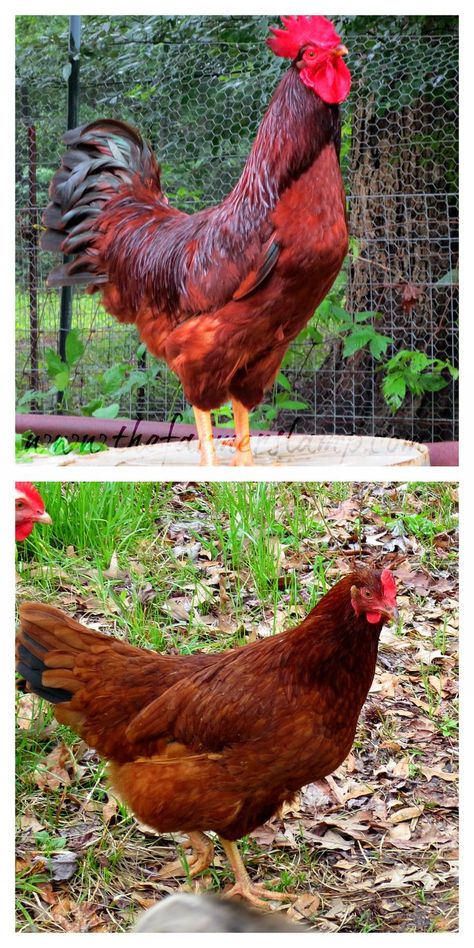 Rhode Island Red                                                                                                                                                      Plus Heritage Breed Chickens, Chicken Pets, Breed Chickens, Rhode Island Red Chickens, Heritage Chicken Breeds, Best Laying Chickens, Farm Landscaping, Leghorn Chickens, Heritage Chickens