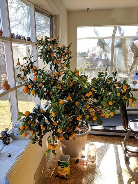 Citrus Tree Indoor, Indoor Vegetable Garden, Tattoo Plant, Iconic Architecture, Planting Tips, نباتات منزلية, Garden Growing, Gift Tree, Garden Inspo