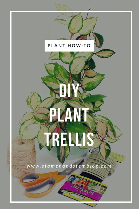 Diy Hoya Trellis Ideas, Diy Small Plant Trellis, Diy Trellis Indoor Plants, Diy Trellis Ideas For Pots, Plant Supports Diy Indoor, Diy Plant Support Ideas, Hoya Trellis Ideas, Diy Houseplant Trellis, Plant Supports Ideas