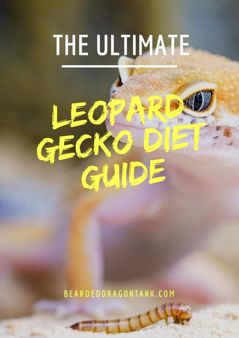 The Ultimate Leopard Gecko Food Guide | Bearded Dragon Tank Leopard Gecko Food, Leopard Gecko Diet, Gecko Cage, Leopard Gecko Habitat, Leopard Gecko Tank, Leopard Gecko Care, Gecko Habitat, Gecko Food, Gecko Terrarium