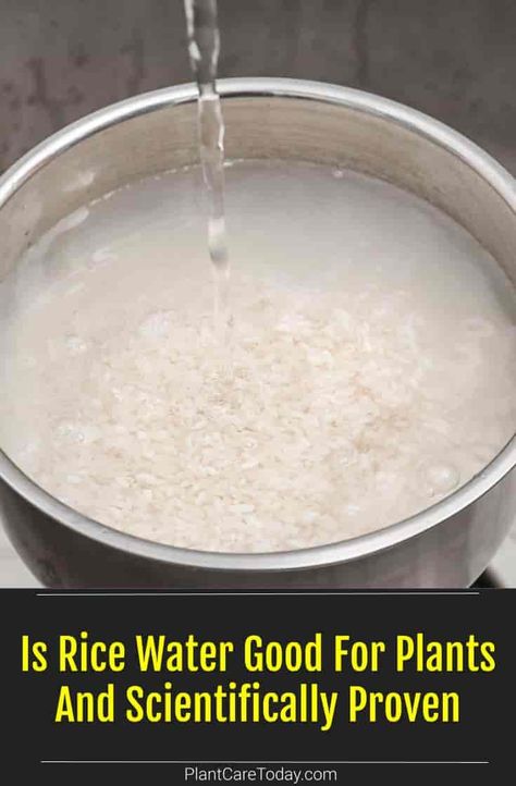 Rice Water For Plants Benefits, Rice Water For Plant Growth, Rice Water For Plants, Rice Water Benefits, Banana Water, Fresh Herb Recipes, Orchids In Water, Rice Plant, Plant Fertilizer