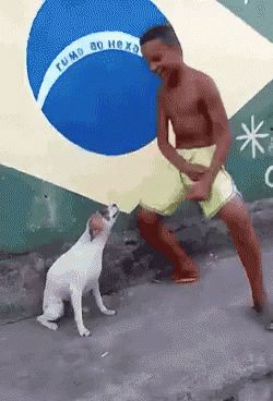 Dancing Dog Gif - Album on Imgur Dancing Dog Gif, Dog Haircut, Dance Gif, Dog Haircuts, Kids Moves, Dancing Gif, Dancing Cat, Funny Cat Videos, Dog Gifs