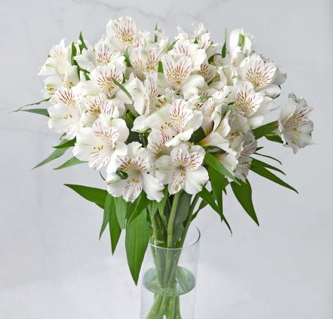 Discover Wedding Elegance with White Alstroemeria Alstroemeria Flower Arrangements, Alstroemeria Centerpiece, Alstroemeria Wedding, Alstroemeria White, White Alstroemeria, Alstroemeria Flower, Flower List, Flower Identification, List Of Flowers