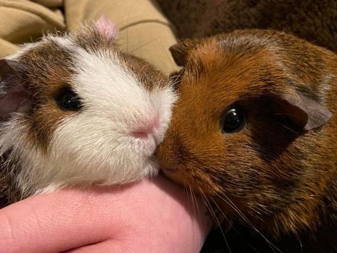 Silly Guinea Pigs, Guinea Pigs Aesthetic, Guinnea Pig, Pig Pics, Cutee Animals, Cute Guinea Pigs, Cute Piggies, Virtual Pet, Cute Animals Images