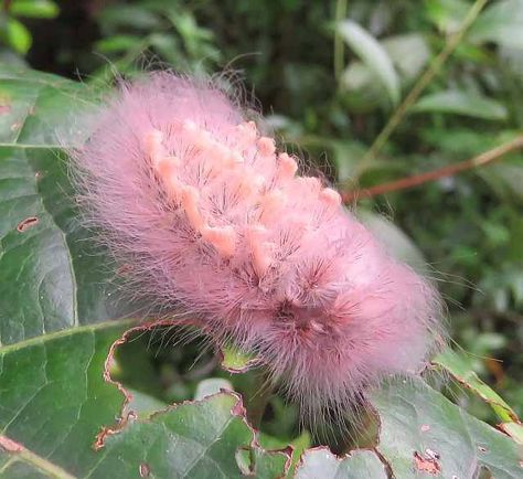 Fuzzy Pink Cotton Candy Caterpillar via Pascal Bushmaster Beautiful Caterpillars, Pink Caterpillar, Butterfly Information, Colorful Caterpillar, Poisonous Caterpillars, Fuzzy Caterpillar, Interesting Insects, Southern Flannel Moth Caterpillar, Fuzzy Wuzzy