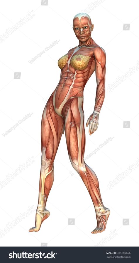 Woman Muscle Anatomy, Female Muscle Drawing, Muscle Anatomy Female, Female Muscle Reference, Female Muscle Anatomy, Female Torso Anatomy, Full Body Anatomy, Muscle Poses, Anatomy Woman