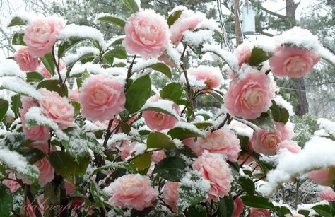 '#Pink Perfection heirloom #camellia #snow Camellia Flower Aesthetic, Camellia Pink, Pink Camellia, Whatever Forever, Snow Flower, Pink Snow, Winter Fairy, Camellia Flower, Nothing But Flowers