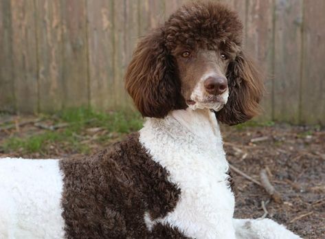 Standard Poodle Puppy Cut, Standard Poodle Cuts, Poodle Puppy Cut, Poodles Standard, Bear Dog Breed, Parti Poodle, Poodle Hair, Poodle Haircut, Celebrity Dogs