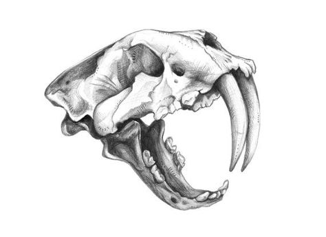 Saber Tooth Skull, Cat Skull Drawing, Sabertooth Skull, Animal Skull Drawing, Cats Sketch, Saber Tooth Tiger, Tiger Sketch, Tiger Skull, Skull Sketch