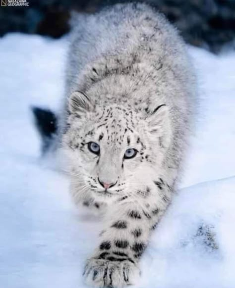 Black Snow Leopard, Snow Leperds, Snow Leopard Oc, Snow Leopard Wallpaper, Month Animals, Leopard Outfits, Winter Schnee, Rare Animals, Cat Boarding