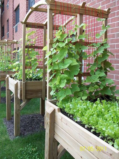 Elevated Garden with Trellis  - big enough for wheelchair to fit through and so pretty with vine plants! Garden With Trellis, Obelisk Ideas, Vining Plants, Vine Plants, Elevated Garden, Garden Boxes Diy, Elevated Gardening, Garden Obelisk, Building A Raised Garden