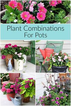 Figuring out what plants go together in containers can be confusing! Let's take the guess work out of container gardening with some gorgeous mixed flower pot ideas to brighten up your summer porch and patio. Container Garden Flower Combinations, Garden Flower Pot Ideas, Flower Pot Flower Ideas, Multi Flower Pot Ideas, Planting Pots Ideas Outdoor, Outdoor Plant Pot Ideas, Planting Pots Ideas, Potted Flower Ideas, Best Plants For Pots Outdoors