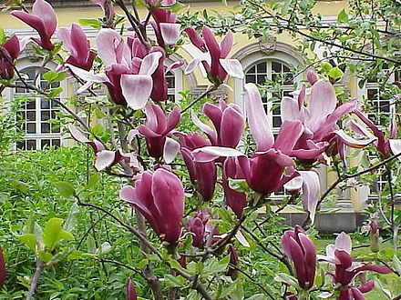 Magnolia liliiflora - Wikipedia, the free encyclopedia Magnolia Liliiflora, Jane Magnolia, Lily Magnolia, Caicos Islands, Mulan, Garden Seeds, Turks And Caicos Islands, The Ordinary, Magnolia