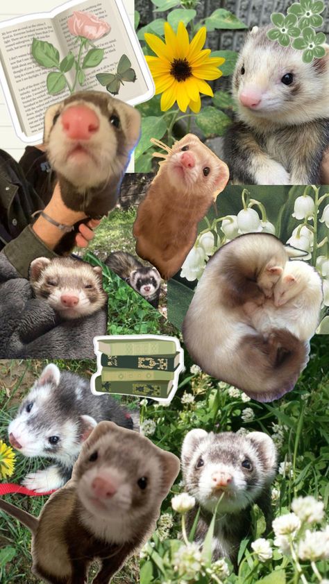 cute ferret collage green Ferret Wallpaper Iphone, Cute Ferrets Aesthetic, Huron Animal, Ferrets Aesthetic, Ferret Wallpaper, Adorable Ferrets, White Ferret, Baby Ferrets, Funny Ferrets