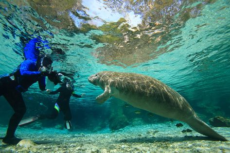 20 Best Day Trips from Tampa, FL - Road Affair Natural Springs In Florida, Swimming With Manatees, Crystal River Florida, Ocala National Forest, Mossy Tree, Florida Springs, Manatees, Crystal River, Spring Nature